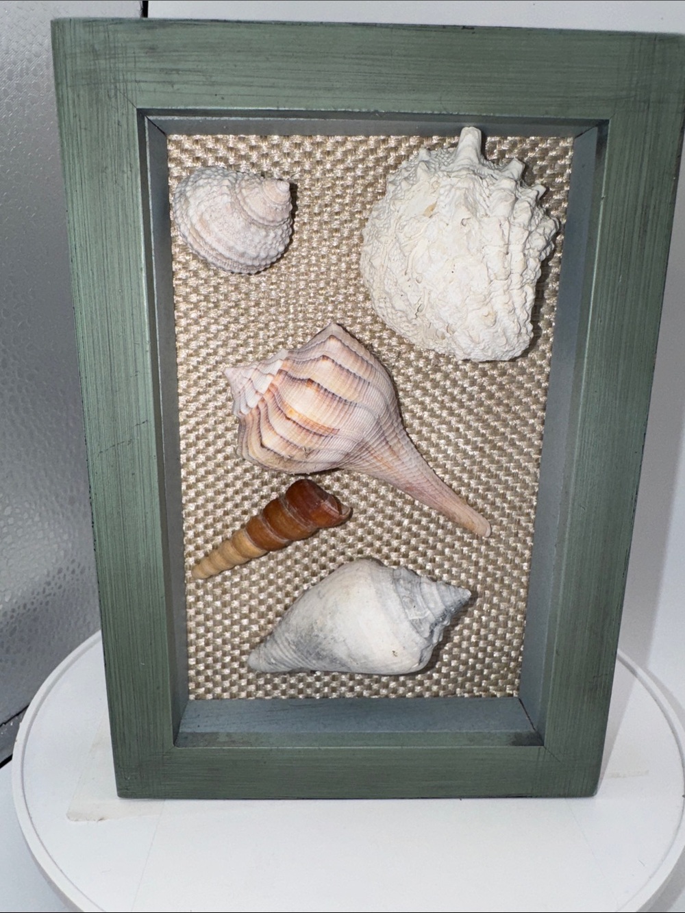 Sea Shell in photo frame 7” x 5” x 1.25”  cream fabric green frame NWOT